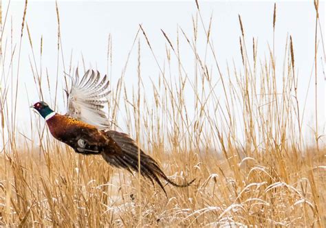 South Dakota Pheasant Hunting - Hall and Hall