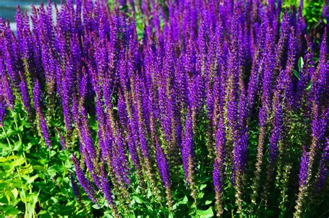 Rozanne's Picks for top Purple Perennials - Rozanne and Friends™