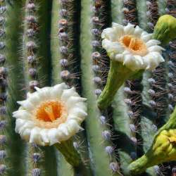 Arizona State Flower, Saguaro Cactus Blossom (Cereus giganteus), from NETSTATE.COM