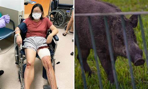 Wild boar charges at woman and attacks her in 'matter of seconds' at Sungei Api Api Park