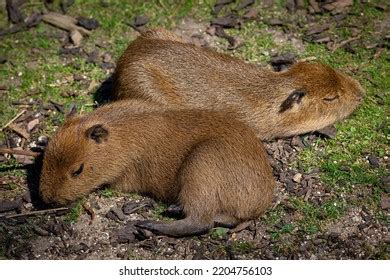 Closeup Two Adorable Baby Capybaras Sleeping Stock Photo 2204756103 | Shutterstock