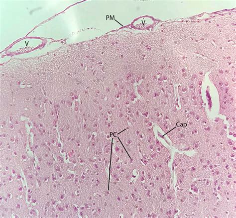 Cerebrum 20X | Histology