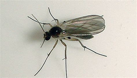 Insect Bites: Prevention and Management | South Lake Pediatrics