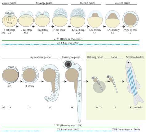 Zebrafish Embryo Anatomy