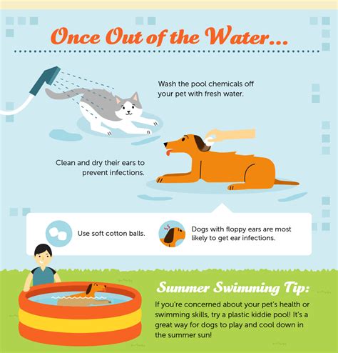 Tips to Keep Yours Dogs & Cats Swimming in the Summer Weather