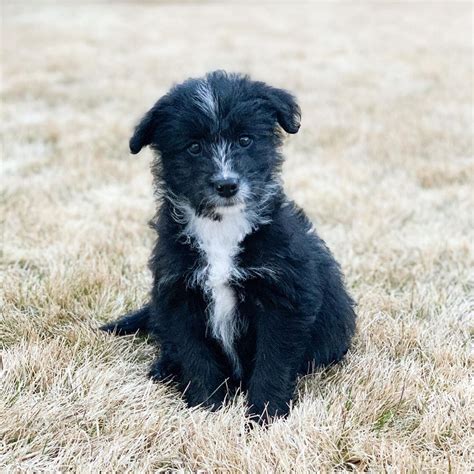 Border Collie Poodle Mix (Bordoodle, Border Doodle)