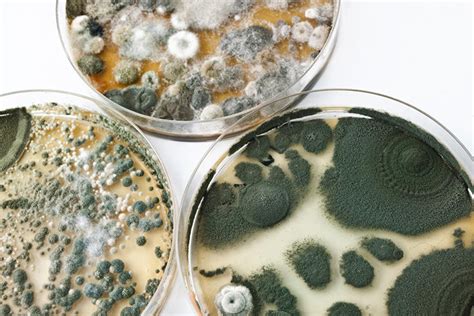 Mold | NVL Labs