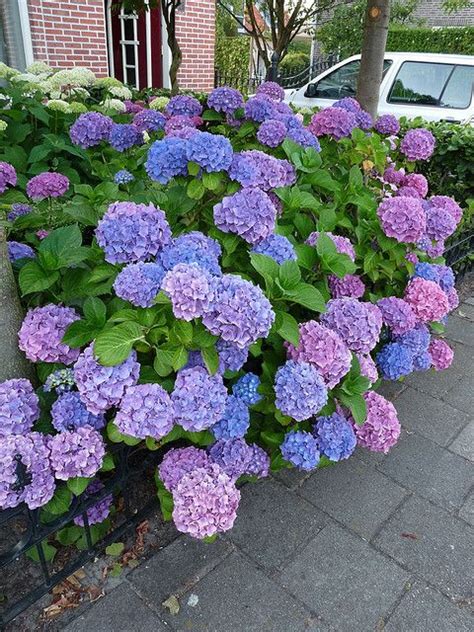 Hortensia (Hydrangea macrophylla) multicolor