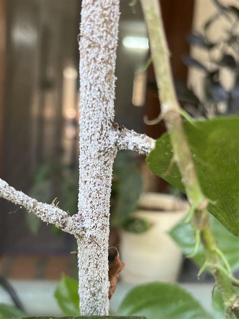 Are these whiteflies on my hibiscus and how to get rid of them? : r/plantclinic