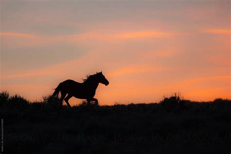 "Wild Horse Running At Sunset" by Stocksy Contributor "Jani Bryson" - Stocksy