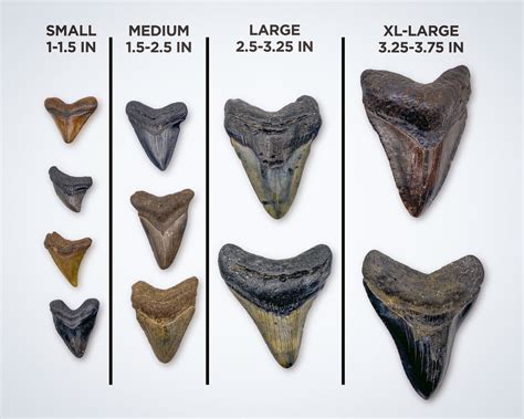 Megalodon Tooth Size