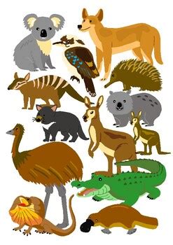 Australian animals clipart by keryl | TPT