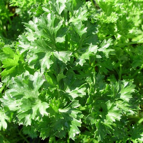 Natures Herb Farm | Curly Parsley