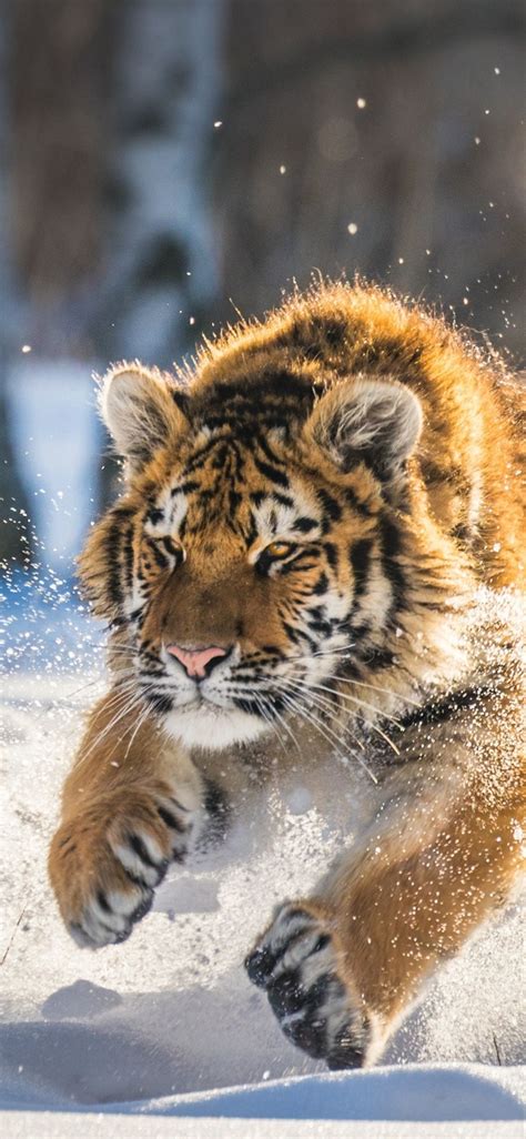 Siberian Tiger Cubs Wallpapers - 4k, HD Siberian Tiger Cubs Backgrounds on WallpaperBat