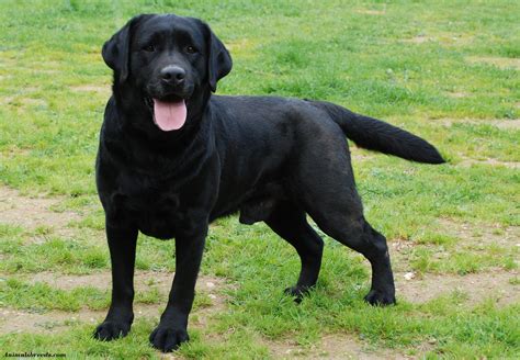 Labrador Retriever - Puppies, Rescue, Pictures, Information, Temperament, Characteristics ...