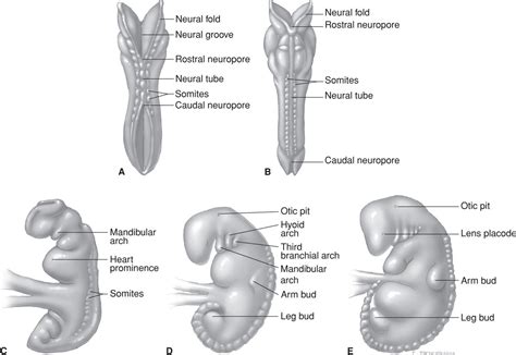 Embryogenesis and Fetal Morphological Development | Obgyn Key