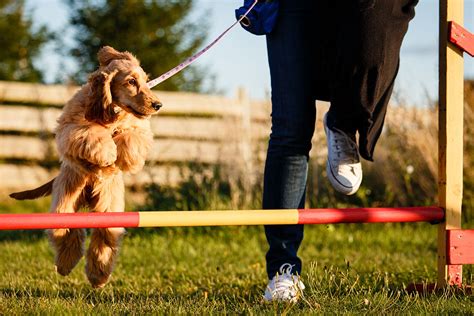 How to Train Your Dog in Agility Sports