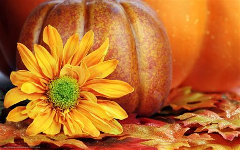 🔥 [40+] Pumpkin and Fall Flower Wallpapers | WallpaperSafari