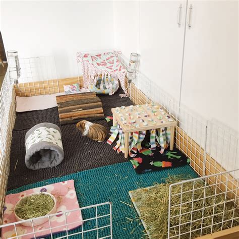 Guinea Pigs: Cage Sizes - Gizmo & Co