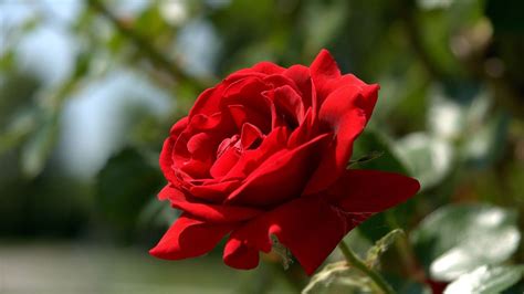 Rose Wallpapers For Desktop Full Size Hq Images 12 HD Wallpapers ...