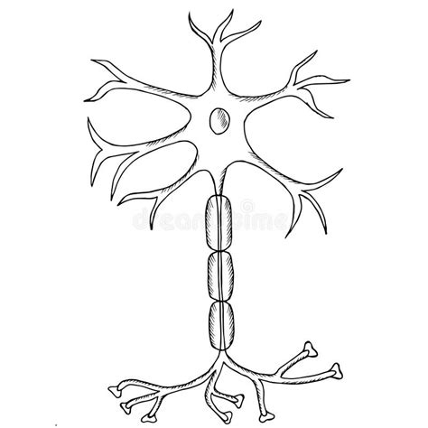 Neuron Diagram Black And White