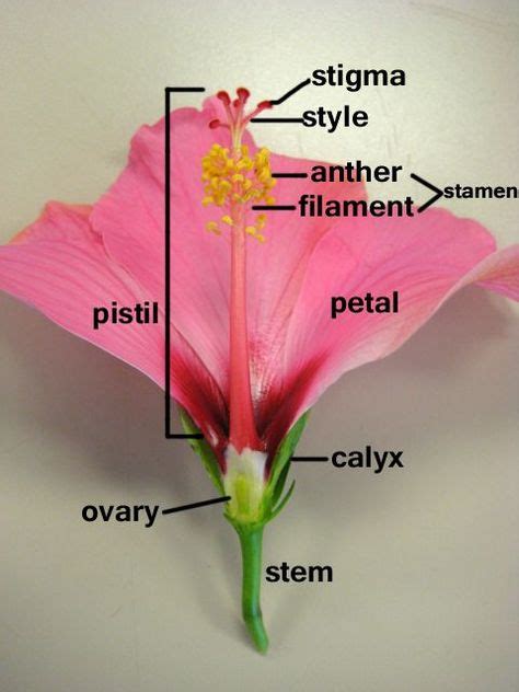 29 Anatomy of a Flower ideas in 2021 | parts of a flower, flower anatomy, anatomy