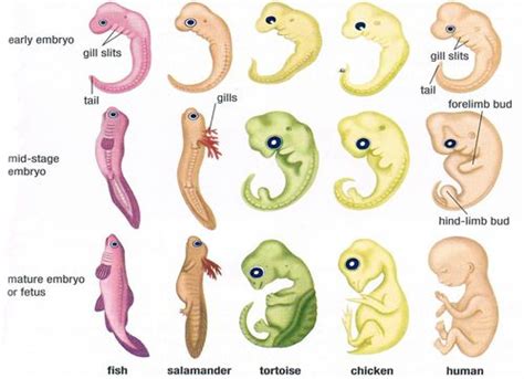 Fish Embryo Vs Human Embryo