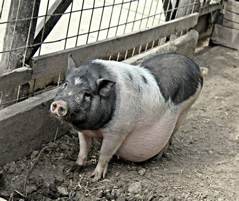 Pregnant pig stock photo. Image of animal, feeding, piggy - 50798398