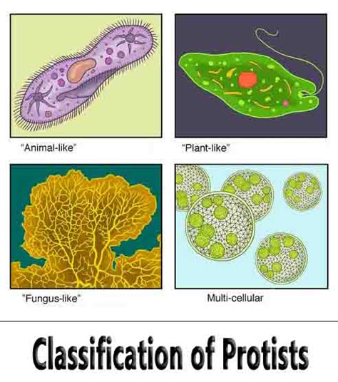 Animal-like, Fungus-like, and Plant-like Protists - Study Bridge Pro