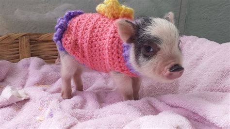 Spoiled Pig Syndrome: A Problem Many Mini Pig Families Face - Mini Pig Info