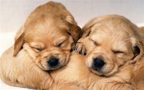 Cute Puppy Wallpapers - Wallpaper Cave