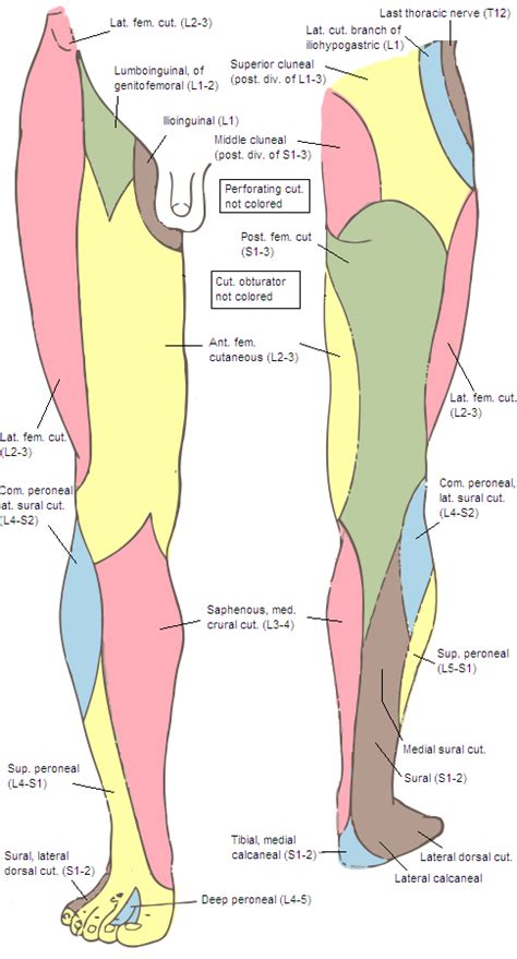 Inferior cluneal nerves - Wikipedia