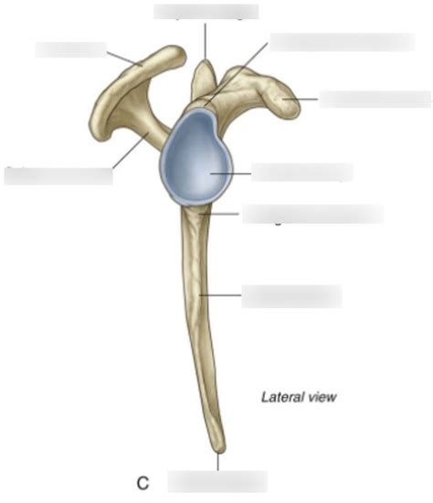 Infraglenoid Tubercle Of Scapula