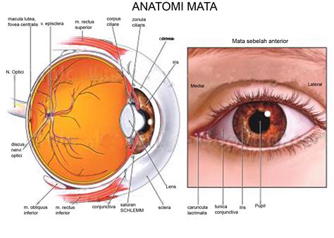 human eye graphics : Biological Science Picture Directory – Pulpbits.net