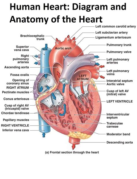 The Human Heart Diagram Display Poster Diagram and Anatomy of the Heart Poster - Etsy | Human ...