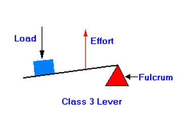 Third-Class Lever - Rube Goldberg