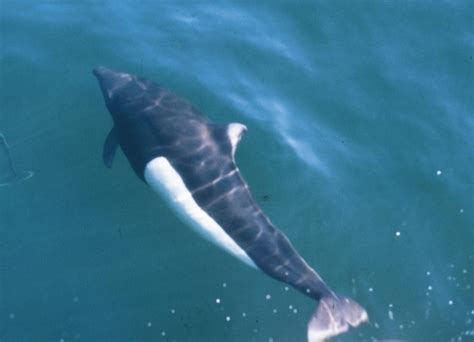 Dall’s Porpoise – "OCEAN TREASURES" Memorial Library