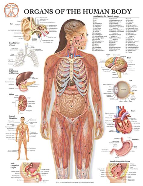 Free Human Body Parts, Download Free Human Body Parts png images, Free ClipArts on Clipart Library