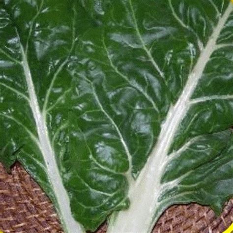 Swiss Chard Seeds - 'Large White Ribbed'