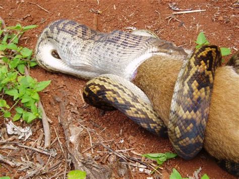 The Pictures Blog of Mr. MaLao's: Snake Eating a Kangaroo in Australia