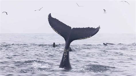 Whale Fluke Identification: A Visual Guide - Oceanic Society