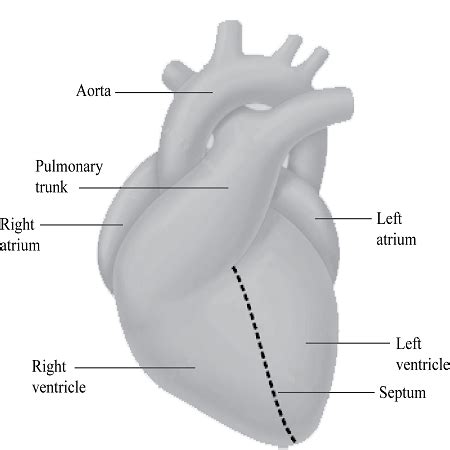 How To Draw A Diagram Of The Heart - Resolutionrecognition4