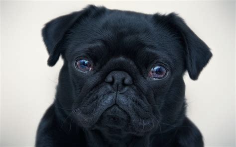 Brown And Black Pugs Wallpapers - Wallpaper Cave