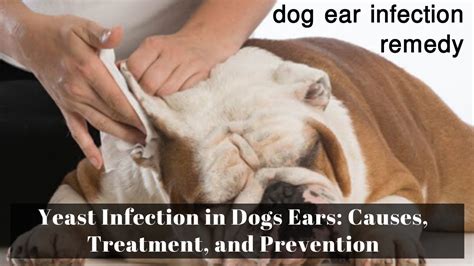 Can Ear Infection In Dog Cause Lethargy