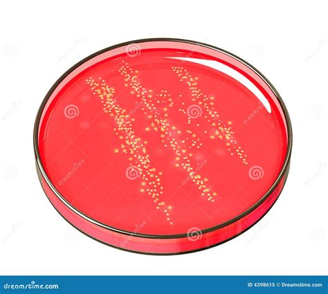 Petri Dish with culture stock illustration. Illustration of borosilicate - 4398615