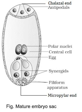 Draw a neat and labelled diagram of a mature embryo sac. [3 marks]