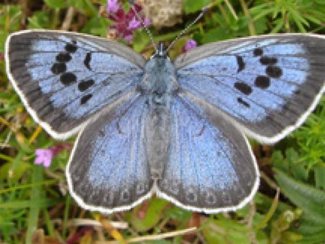 The Large Blue Butterfly Needs Your Help! | Butterfly Conservation