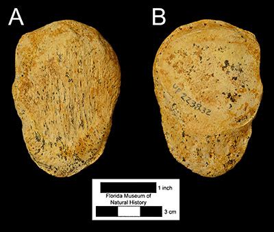 Xenosmilus hodsonae – Florida Vertebrate Fossils