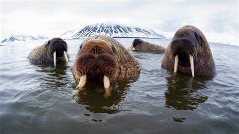 Walrus - WWF Arctic