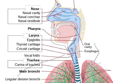 Nasal Cavity, Mouth & Pharynx | Anatomy, Structures & Functions | Study.com